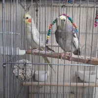 دوعدد عروس هلندی دستی با قفس بزرگ