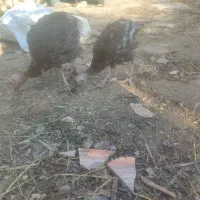 جوجه بوقلمون برنز سینه پهن 2ماهه