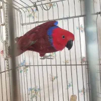 اکلکتوس ماده مولد ۳تخم