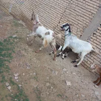 بز افغانی|حیوانات مزرعه|شوشتر, |دیوار