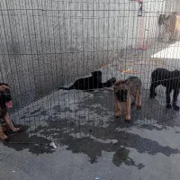 سگ مالینویز۲ماهه