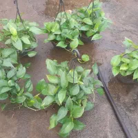 پتوس کاسه ، دیفن ، یوکا ، شامادورا|گل و گیاه طبیعی|قم, شهرک فاطمیه|دیوار