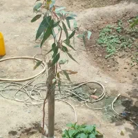 پیوند درخت پسته