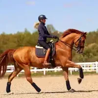 پانسیون اسب در محیطی آرام و امن