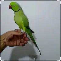 طوطی ملنگو