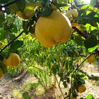 فروش به اصفهانی و محلی|خوردنی و آشامیدنی|بوانات, |دیوار