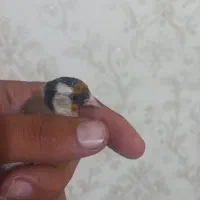 سهره ماده گمشده