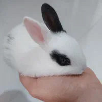 خرگوش زیبا و بازیگوش