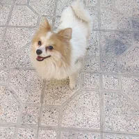 سگ پاکوتاه