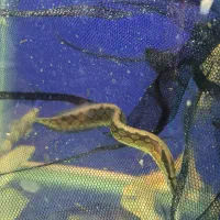 ماهی گلو فیش و انواع ماهی ولوازم|ماهی|شاهینشهر, فردوسی|دیوار