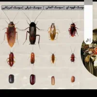 سمپاشی سم پاشی .ساس. سوسک وحشرات موزی|خدمات نظافت|تهران, تجریش|دیوار