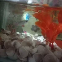 ماهی‌گوپی|ماهی|نظرآباد, شهرک سید جمال الدین|دیوار