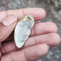 سنگ|کلکسیون اشیاء عتیقه|گرگان, |دیوار