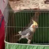 جفت عروس هلندی شرطی