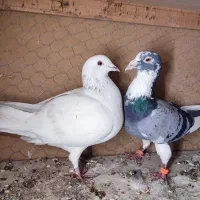 کبوتر زاجل ، زاجر