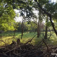 فروش فوری باغ در منطقه لهر شهمیرزاد