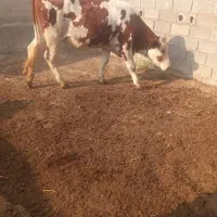 گاوسیمیتال سرحال