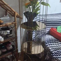 استند دکوری|بوفه، ویترین، کنسول|رشت, کوی فکوری|دیوار