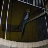 عروس هلندی دستی سخنگو حرف میزنه بوس بده بدو بیا|پرنده|خواف, |دیوار