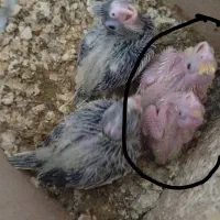 جوجه عروس سرلاکی لیتینو