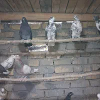 کبوتر .|پرنده|تهران, خاوران|دیوار