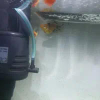 ماهی آکواریومی|ماهی|مشهد, امامیه (شهرک غرب)|دیوار