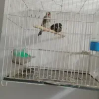 سهر خاکی|پرنده|مشهد, قائم|دیوار