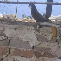 کبوتر