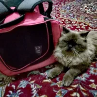 گربه اسکاتیش نر آماده همراه با وسایل ، معاوضه