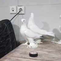 کبوتر لوتی پاچا بلند|پرنده|مرند, |دیوار