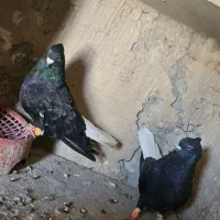 کبوتردمسفید