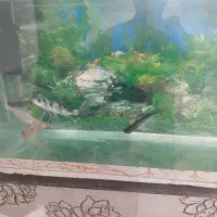 ماهی کوی باله بلند