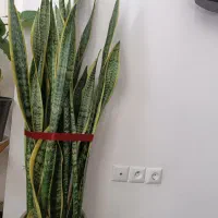 سانسوریا|گل و گیاه طبیعی|فولادشهر, مسکن مهر فولادشهر|دیوار