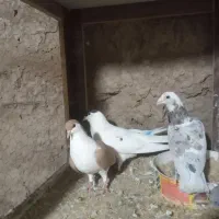 کبوتر|پرنده|کاشان, دروازه فین|دیوار