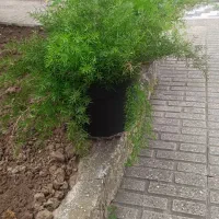 گل طبیعی