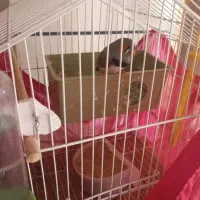 فروش پرنده فنچ