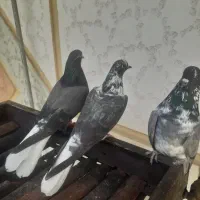 کبوتر پرشی