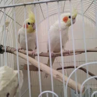 عروس هلندی سالم وسلامت کشیده و خوشگل|پرنده|شوشتر, |دیوار