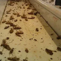 سمپاشی سوسک ساس موش موریانه کک بید با ضمانت100درصد|خدمات نظافت|مشهد, کوی سیدی|دیوار