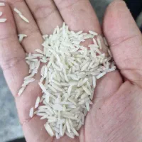 برنج فجر درجه یک معطر به شرط پخت|خوردنی و آشامیدنی|دوگنبدان, |دیوار