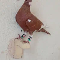 کفتر|پرنده|کرمان, |دیوار