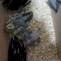 عروس هلندی مرواریدی