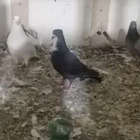 کفتر