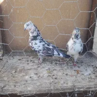 کفتر