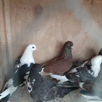 ۱۰ طوق کفتر نر و ماده و جوجه مفلق
