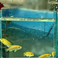 ماهی سیچلاید آفریقایی|ماهی|تهران, جوادیه تهرانپارس|دیوار