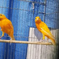 قناری، فولادشهر اصفهان|پرنده|بندر ماهشهر, |دیوار