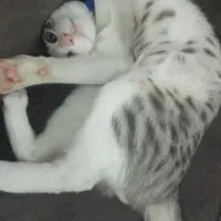 واگذاری گربه لوسو شیطون