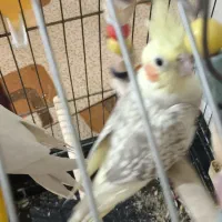 عروس هلندی مولد