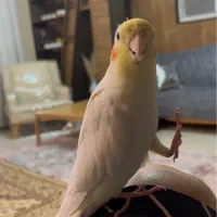 پرنده گمشده
